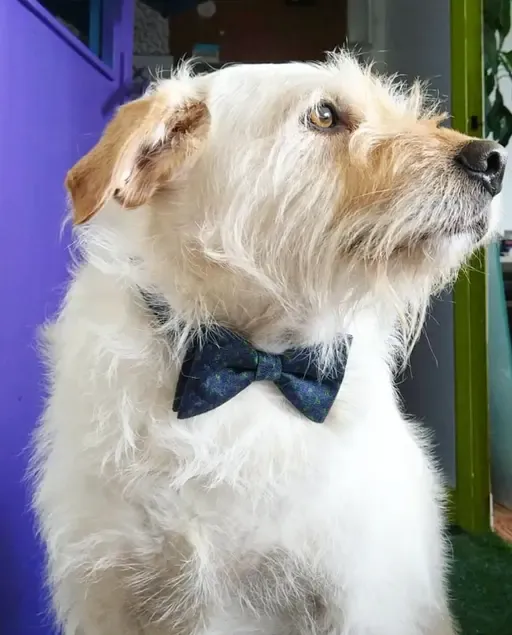 Pez - alternate photo